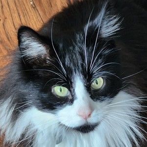 Meet your Posher, Susan